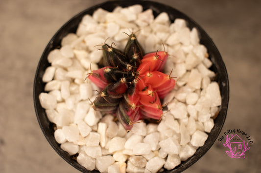 Variegated Gymnocalycium Mihanovichii (Pink and Black)