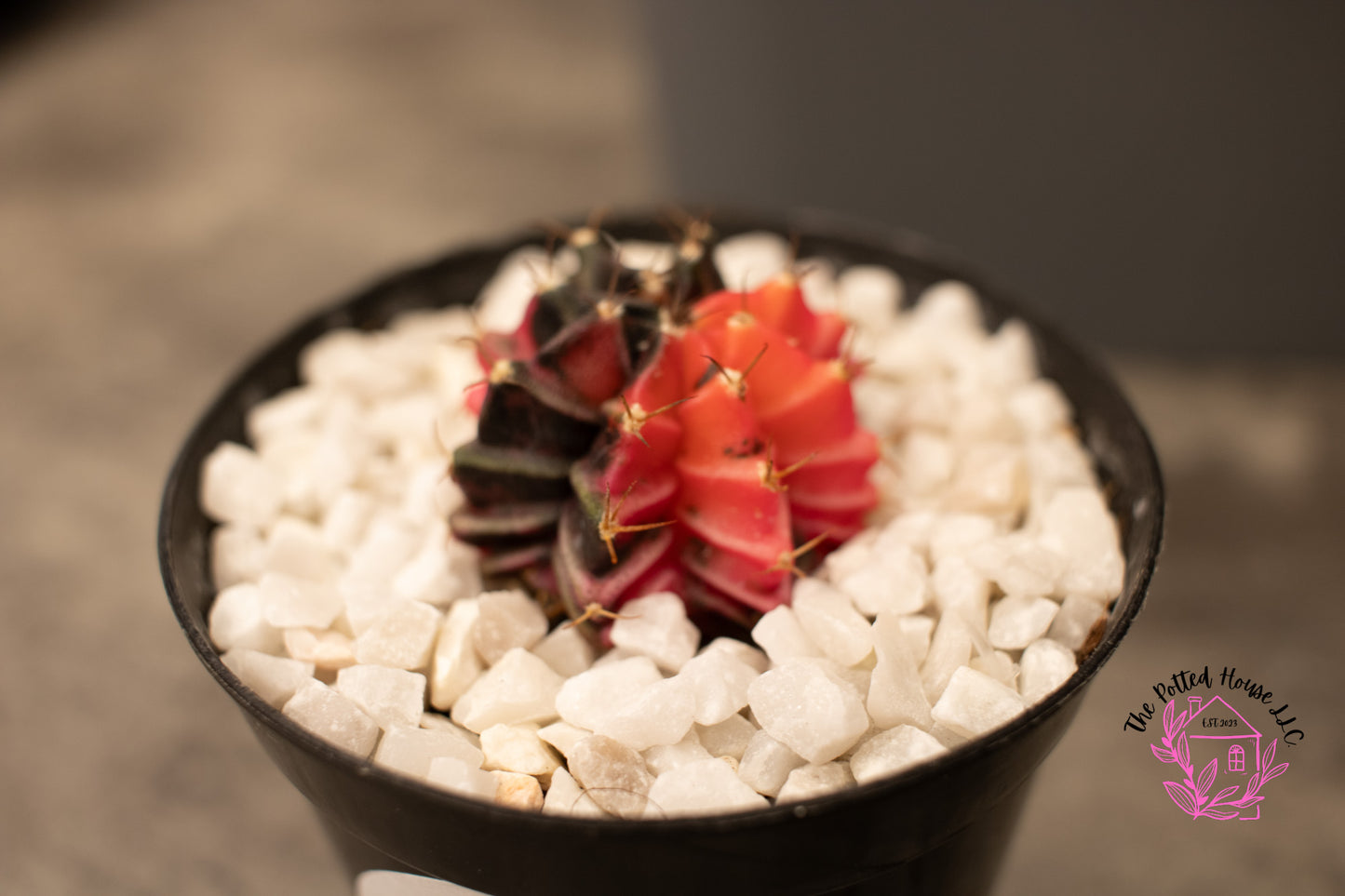 Variegated Gymnocalycium Mihanovichii (Pink and Black)