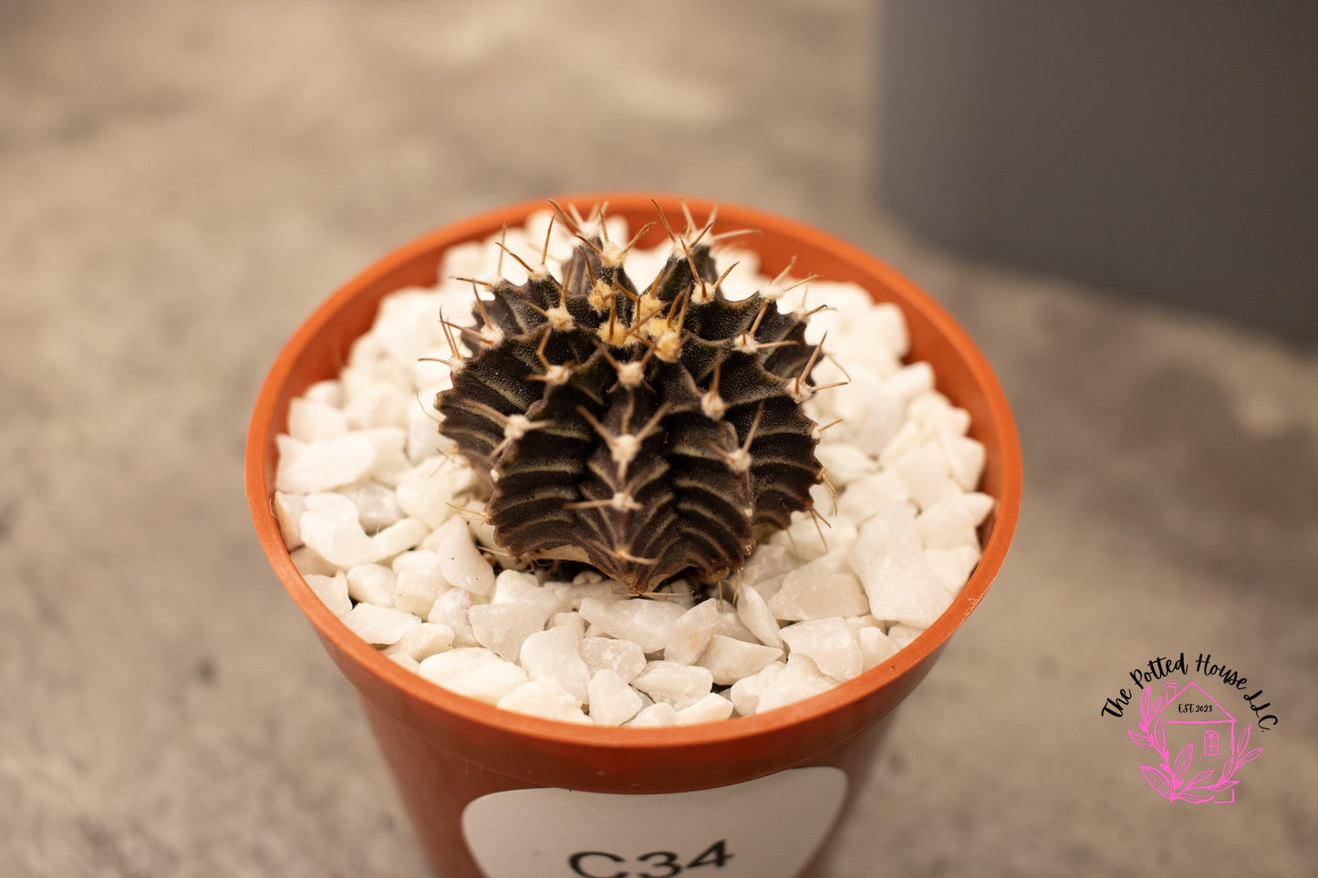 Variegated Gymnocalycium Mihanovichii