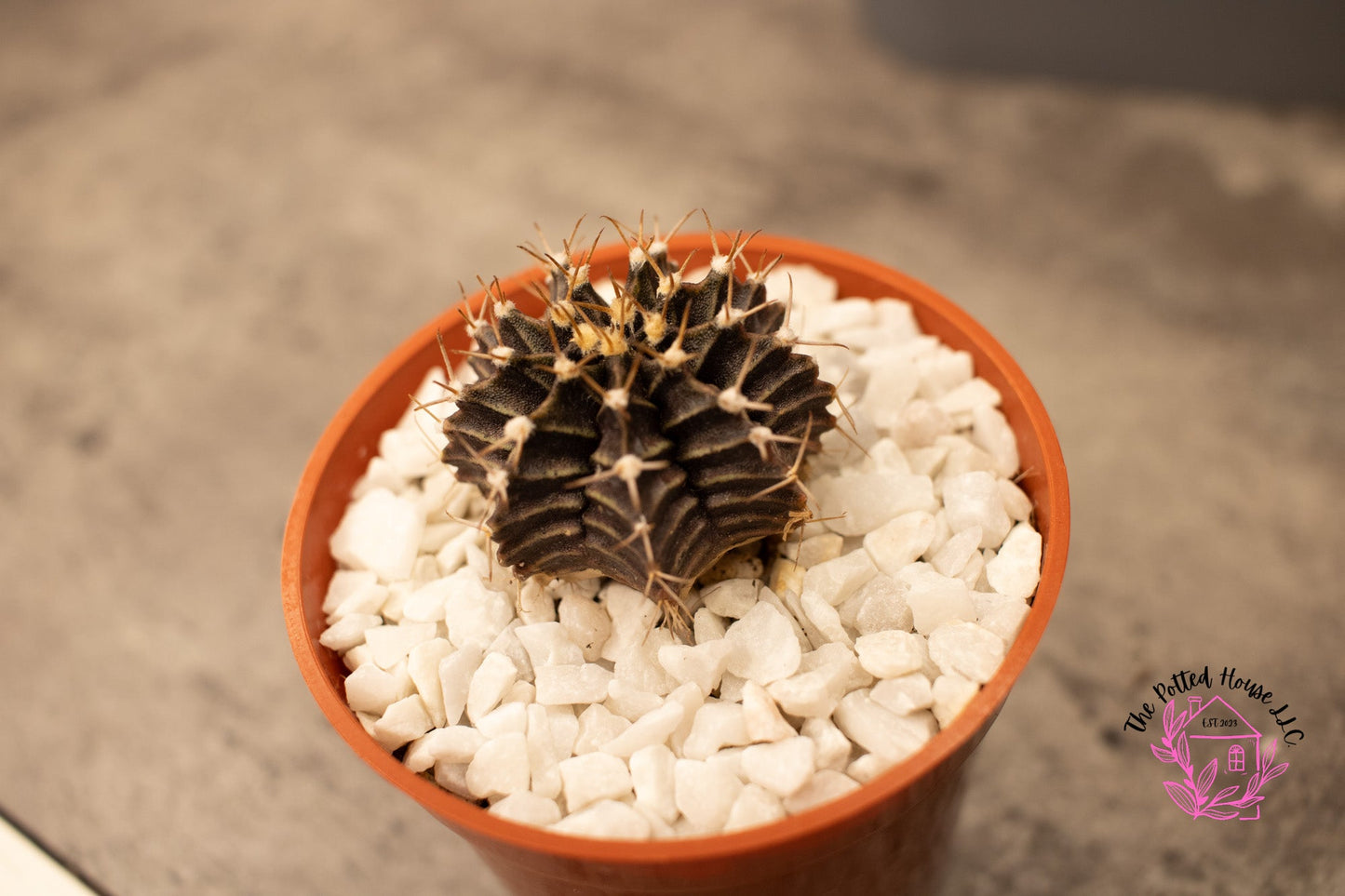 Variegated Gymnocalycium Mihanovichii