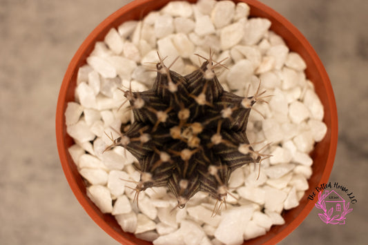 Variegated Gymnocalycium Mihanovichii