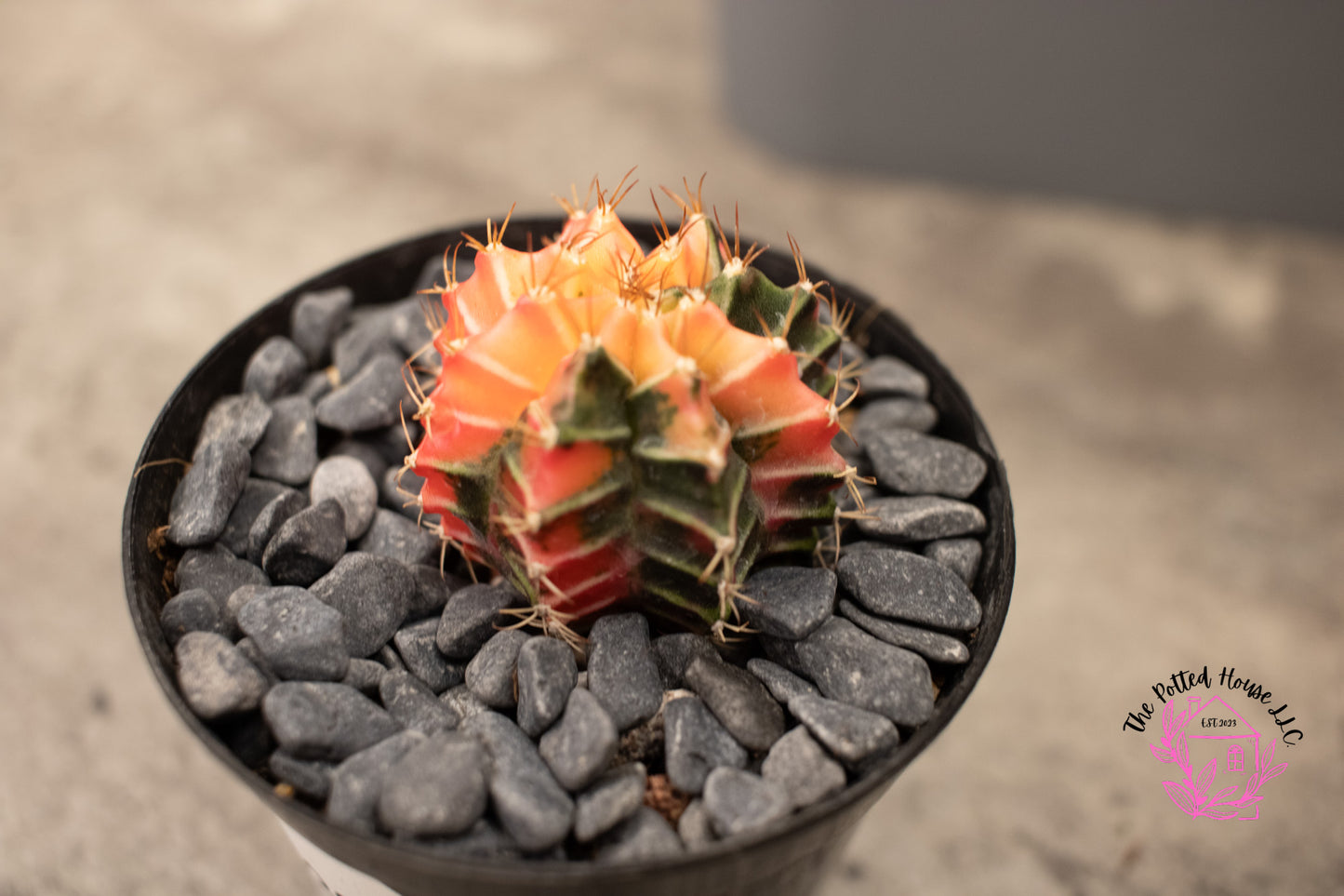 Variegated Gymnocalycium Mihanovichii