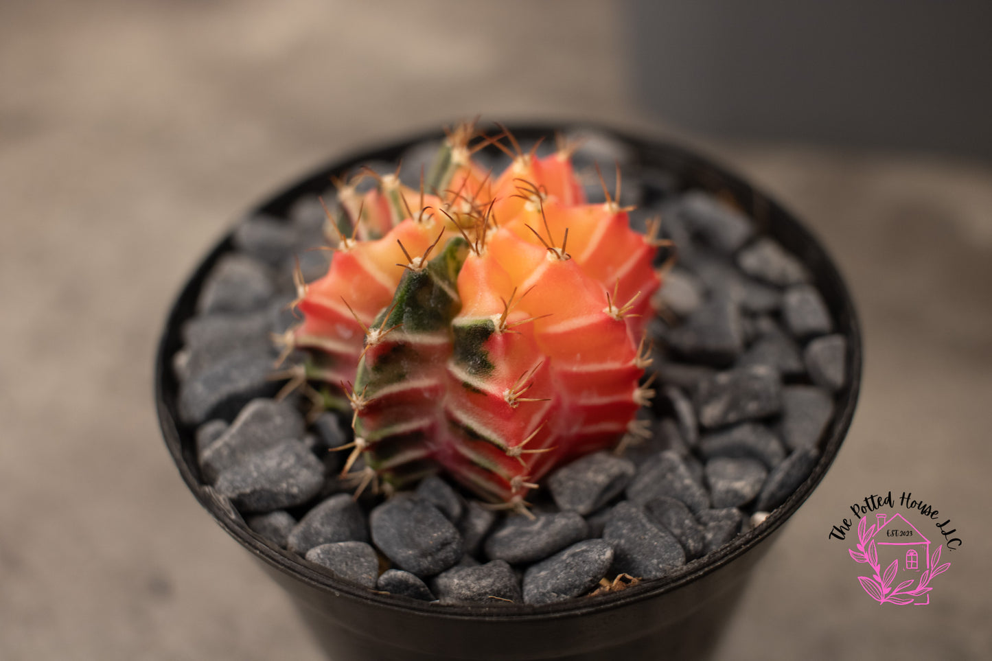 Variegated Gymnocalycium Mihanovichii