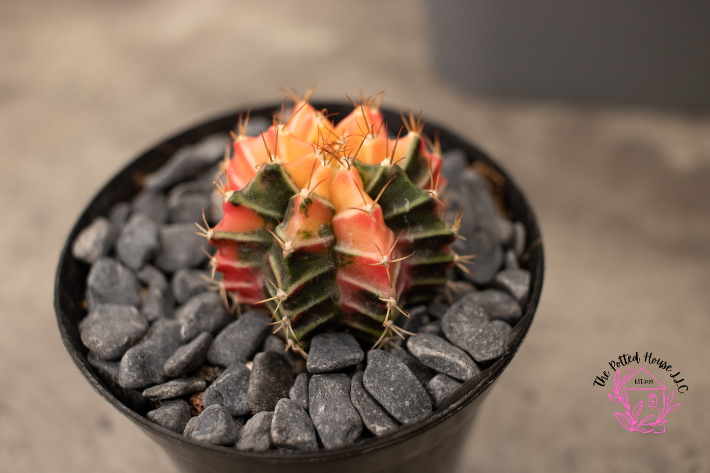 Variegated Gymnocalycium Mihanovichii