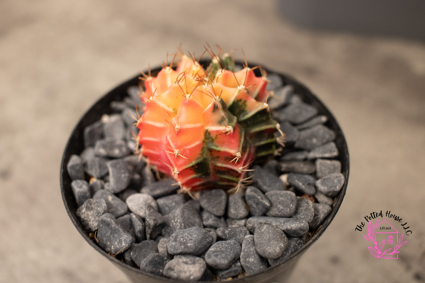 Variegated Gymnocalycium Mihanovichii