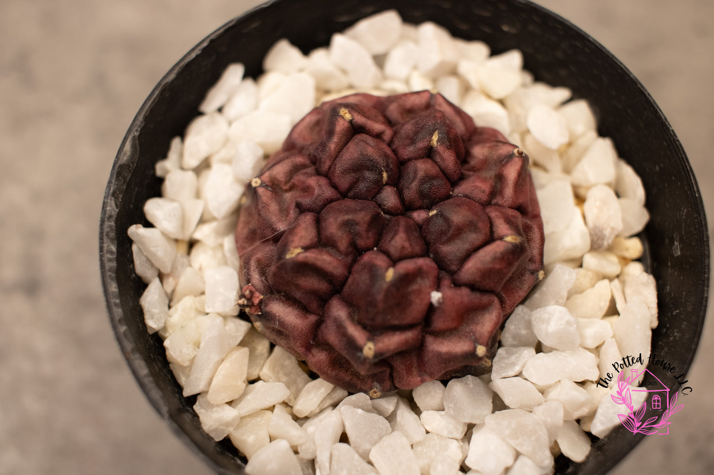 Gymnocalycium Mihanovichii Daydream