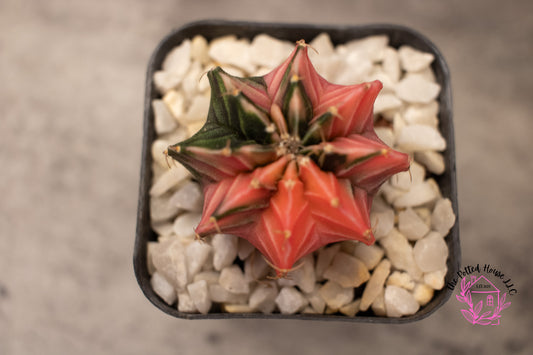 Variegated Gymnocalycium Mihanovichii