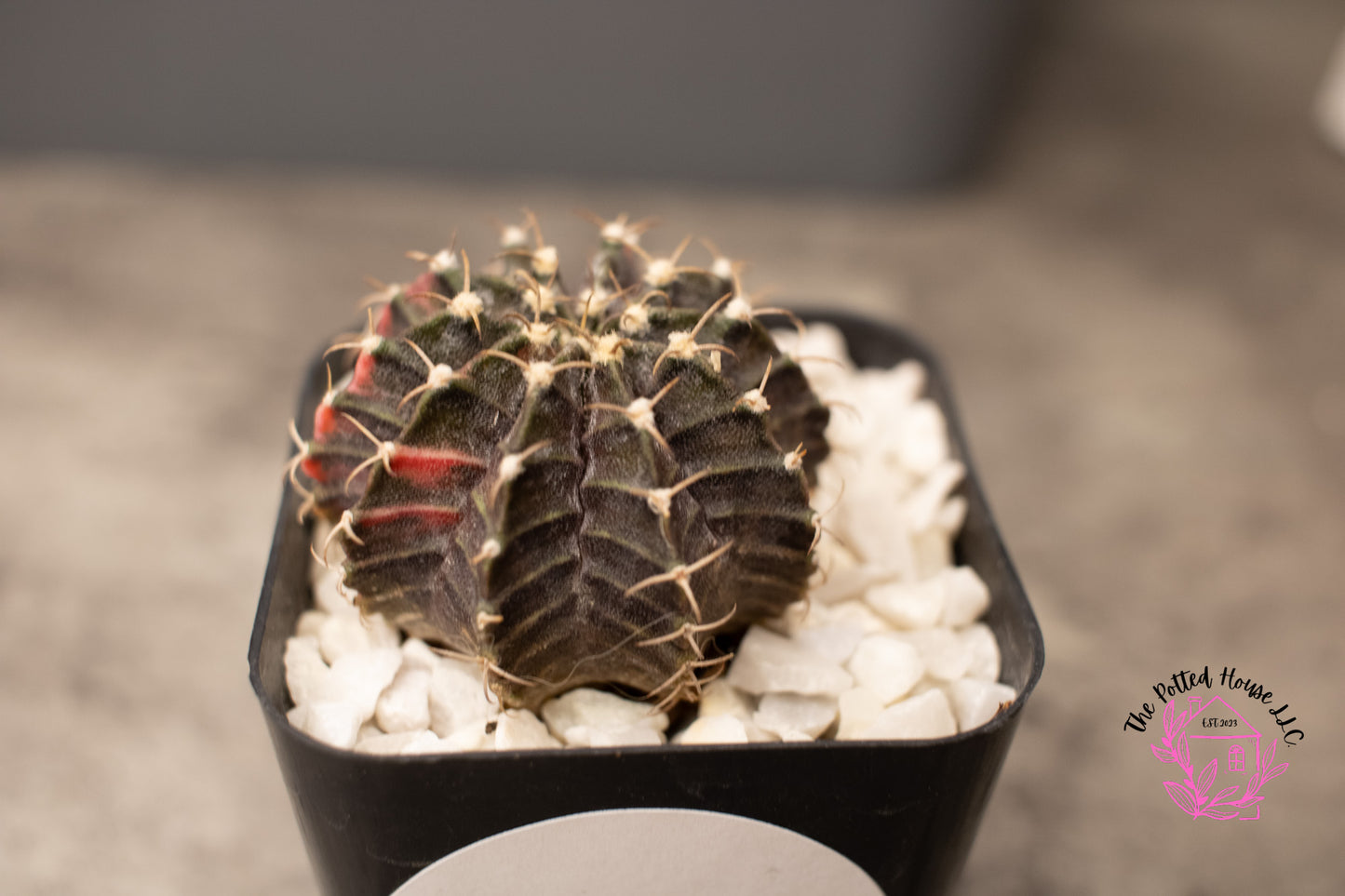 Variegated Gymnocalycium Mihanovichii (Black and Red)