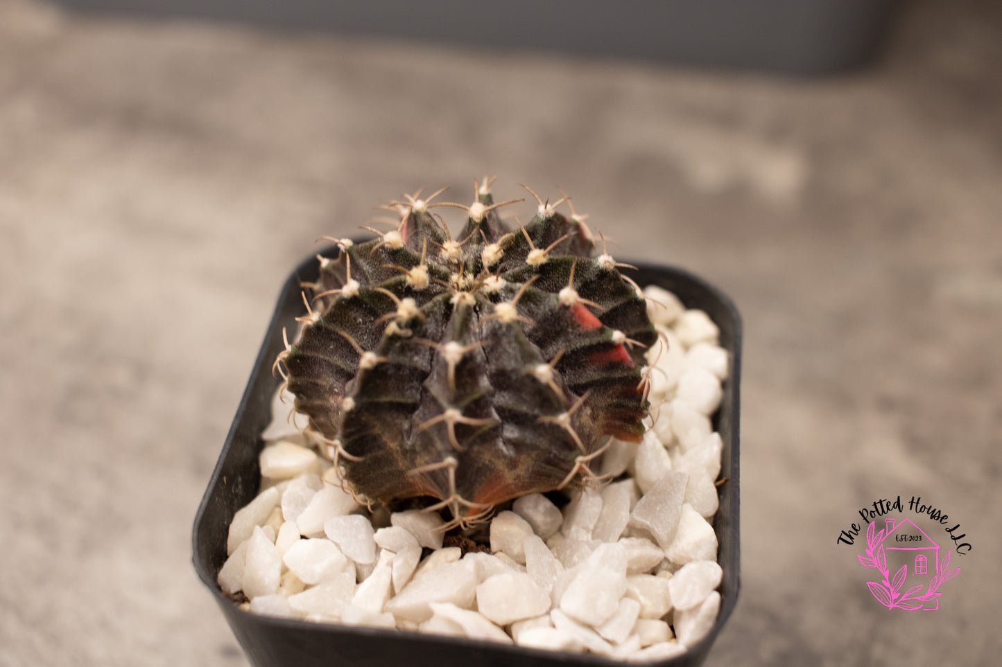 Variegated Gymnocalycium Mihanovichii (Black and Red)