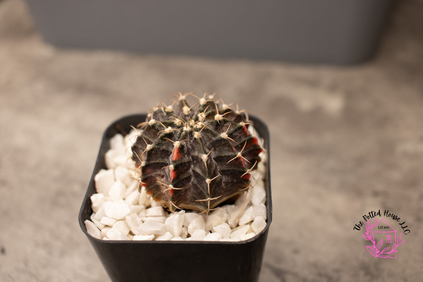 Variegated Gymnocalycium Mihanovichii (Black and Red)