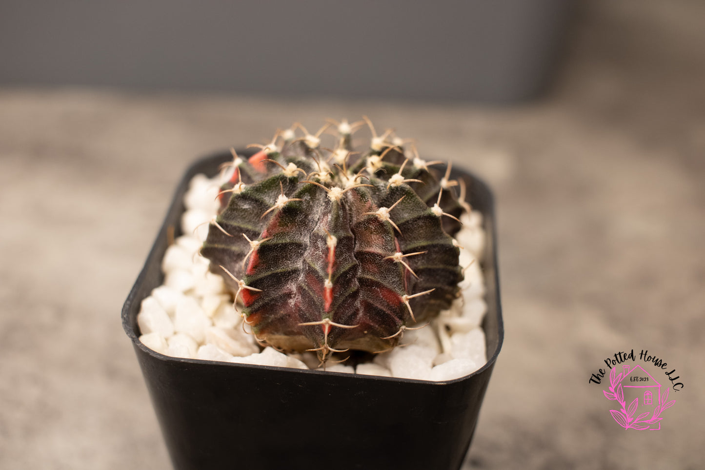 Variegated Gymnocalycium Mihanovichii (Black and Red)