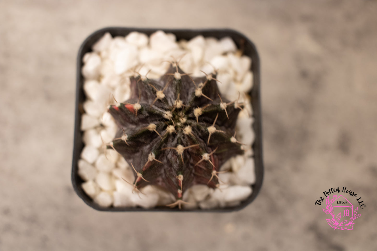 Variegated Gymnocalycium Mihanovichii (Black and Red)