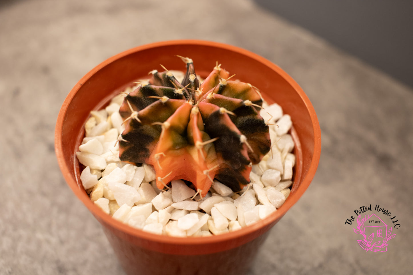 Variegated Gymnocalycium Mihanovichii