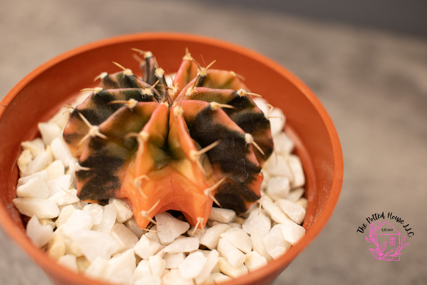 Variegated Gymnocalycium Mihanovichii