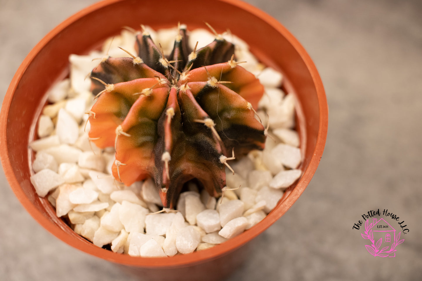 Variegated Gymnocalycium Mihanovichii