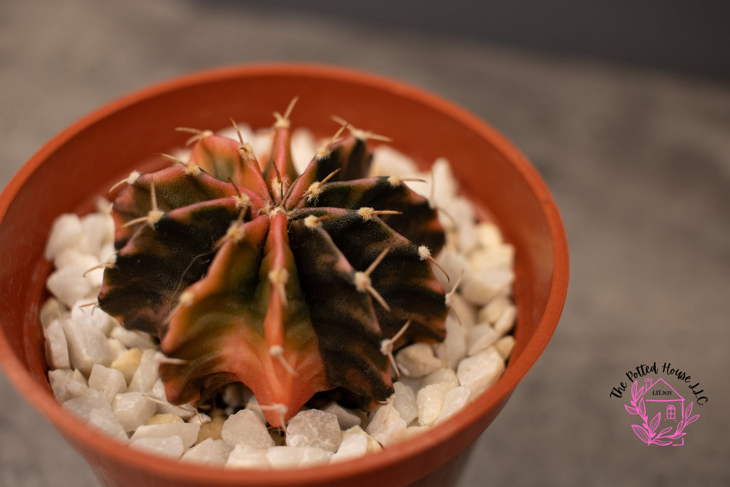 Variegated Gymnocalycium Mihanovichii