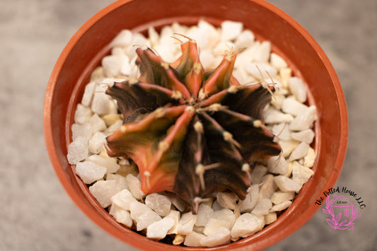 Variegated Gymnocalycium Mihanovichii