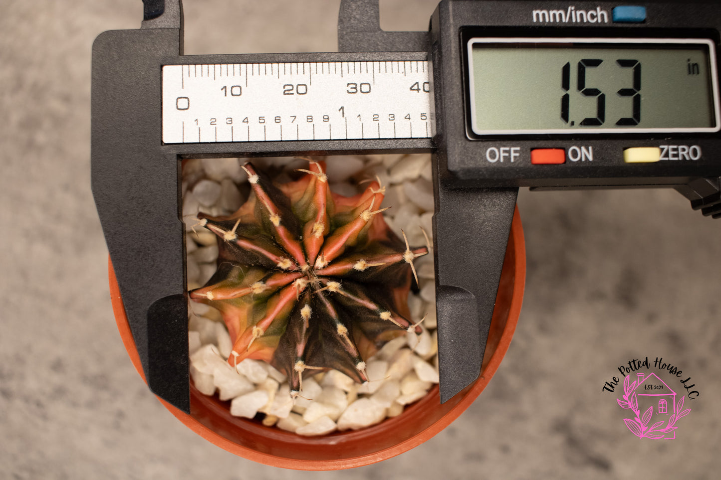 Variegated Gymnocalycium Mihanovichii