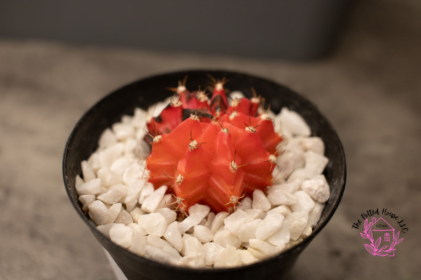 Variegated Gymnocalycium Mihanovichii