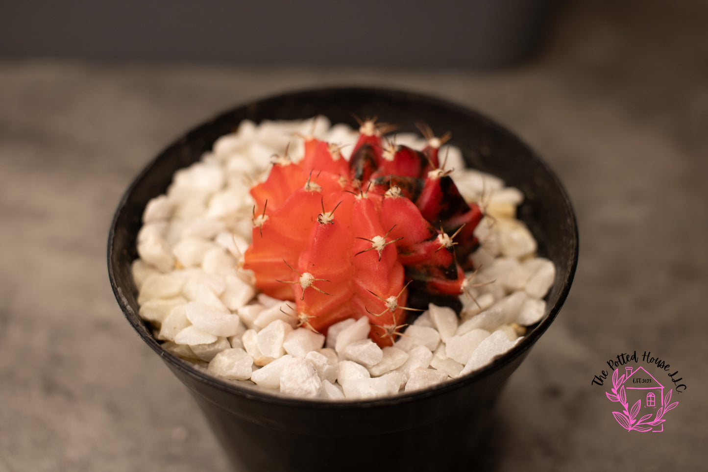 Variegated Gymnocalycium Mihanovichii