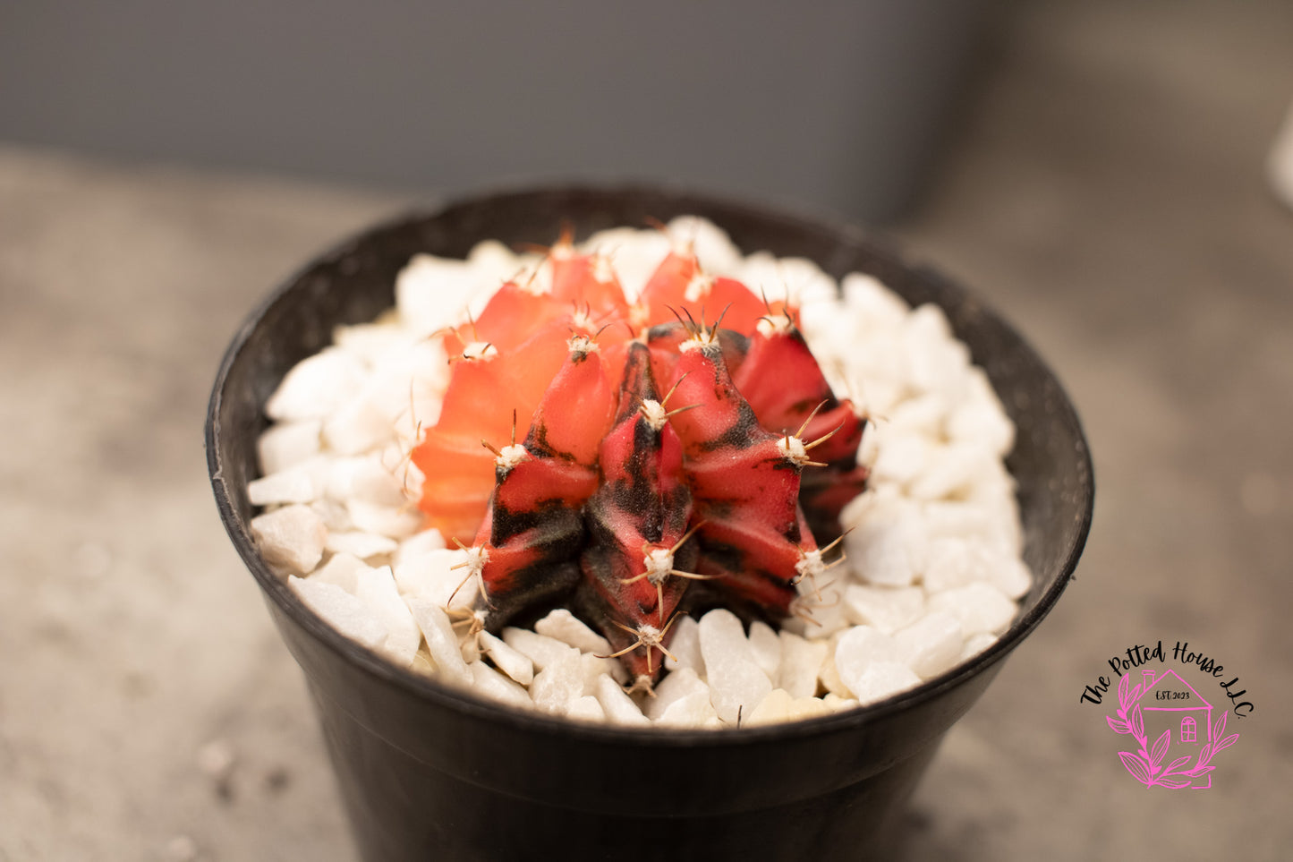 Variegated Gymnocalycium Mihanovichii