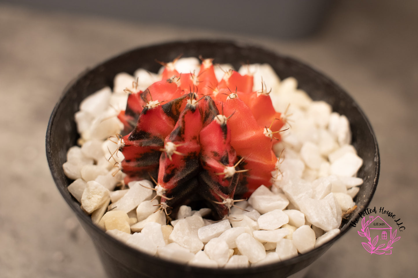 Variegated Gymnocalycium Mihanovichii