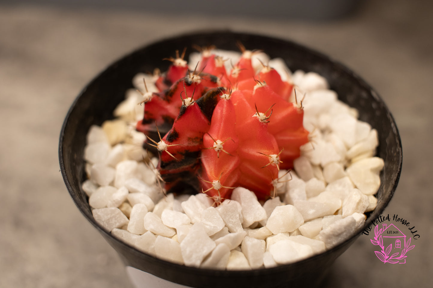 Variegated Gymnocalycium Mihanovichii