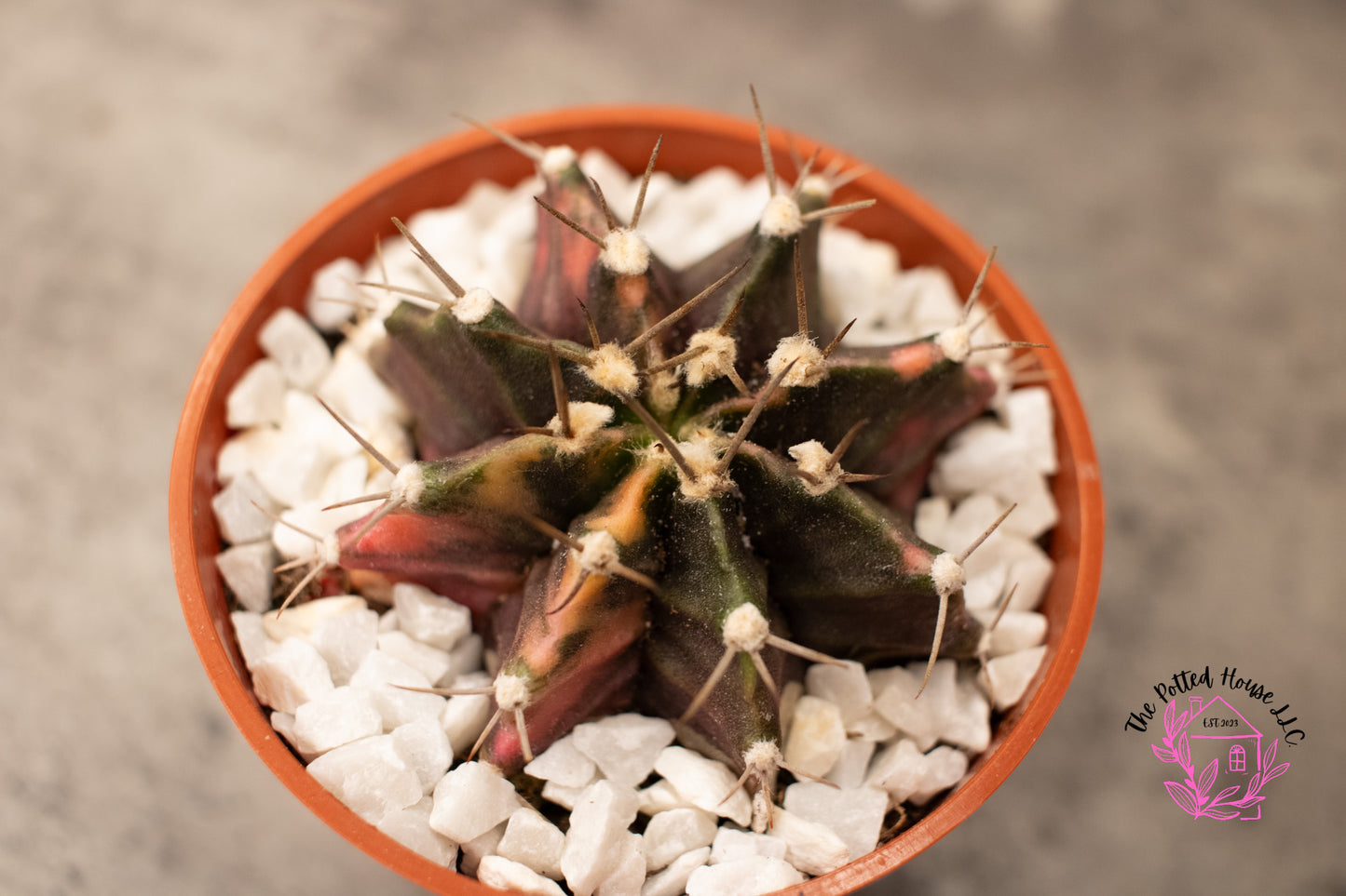 Variegated Gymnocalycium Mihanovichii