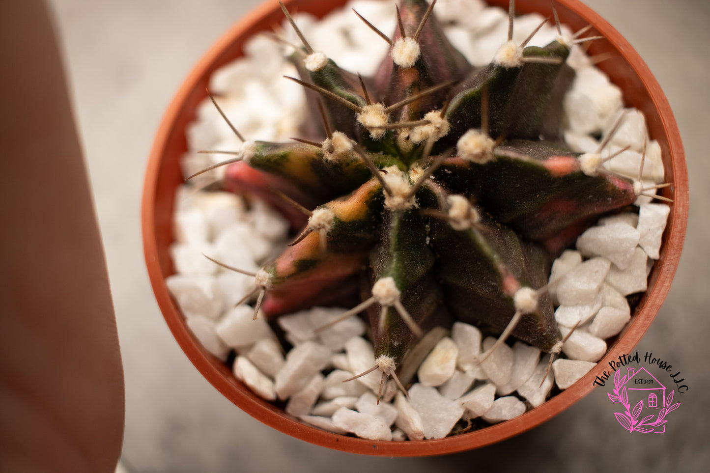 Variegated Gymnocalycium Mihanovichii