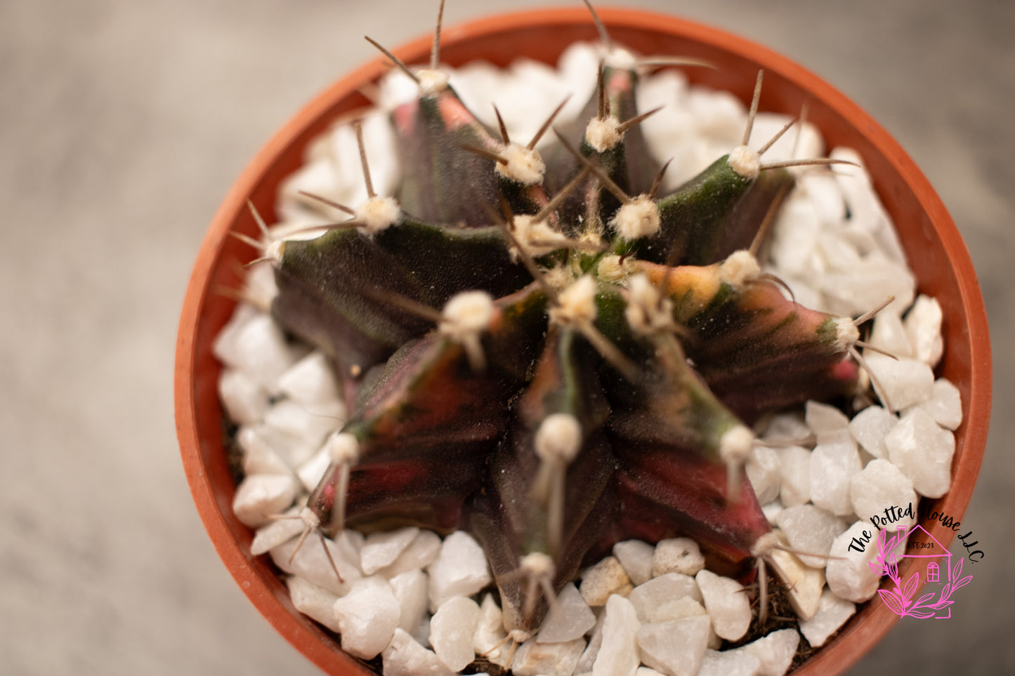 Variegated Gymnocalycium Mihanovichii