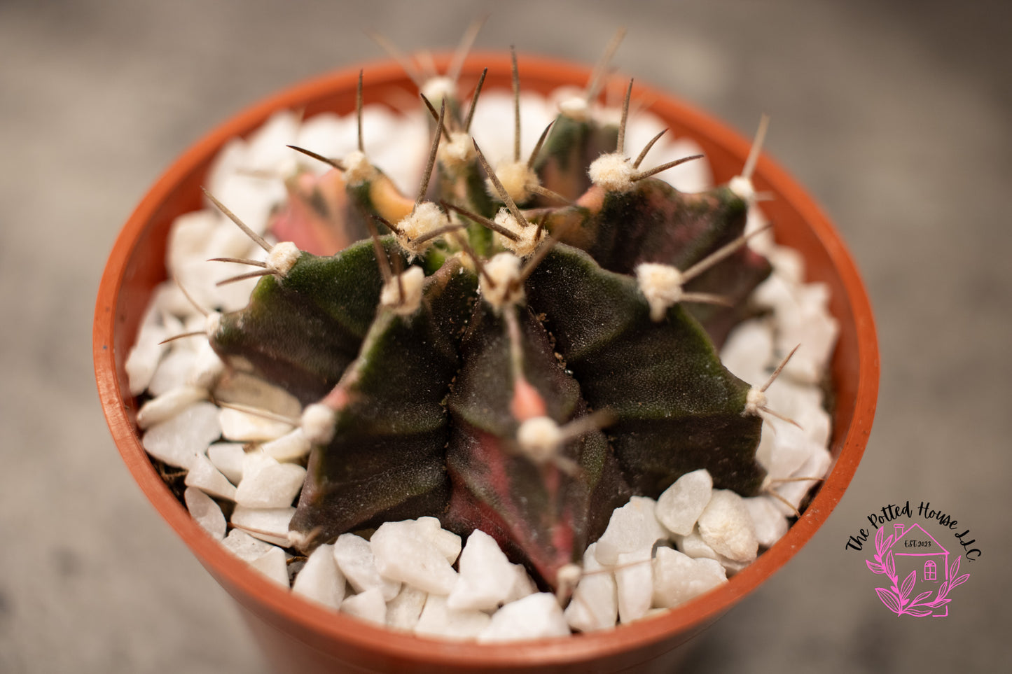 Variegated Gymnocalycium Mihanovichii