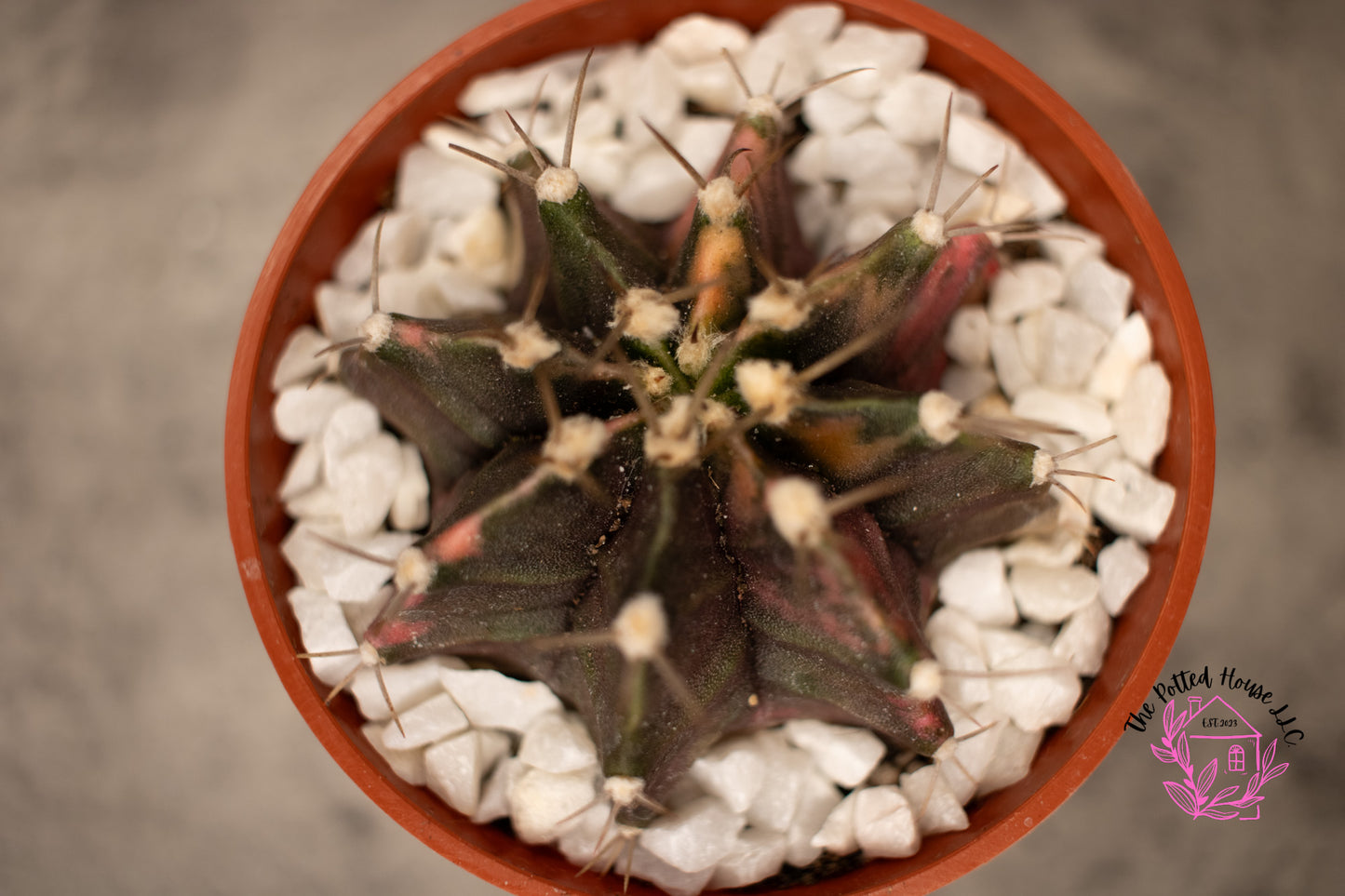 Variegated Gymnocalycium Mihanovichii