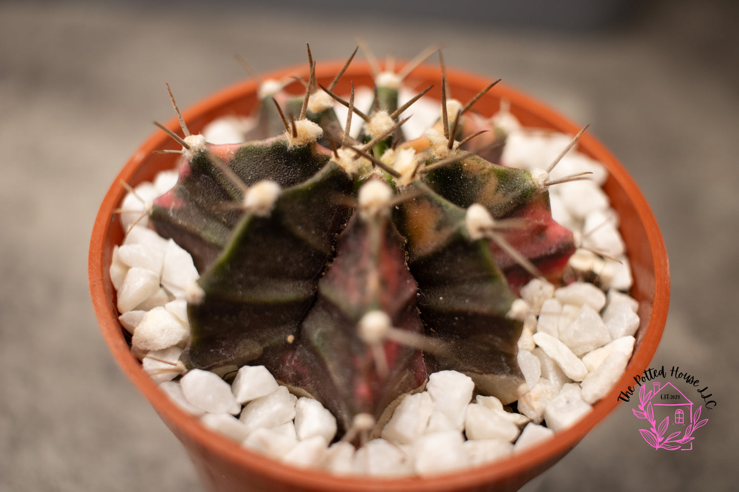 Variegated Gymnocalycium Mihanovichii