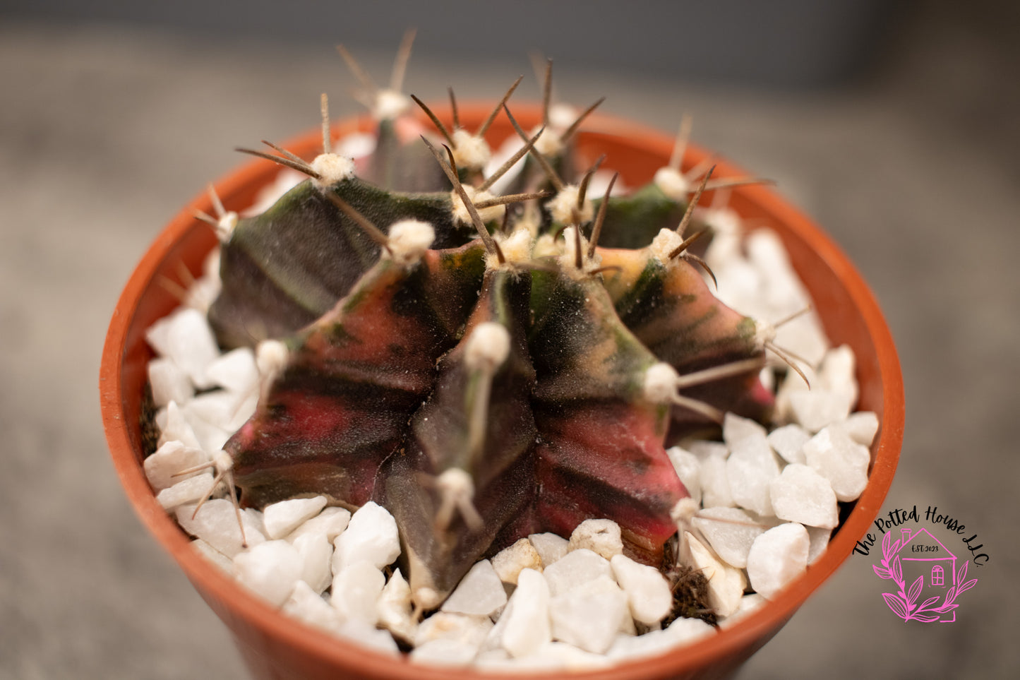 Variegated Gymnocalycium Mihanovichii