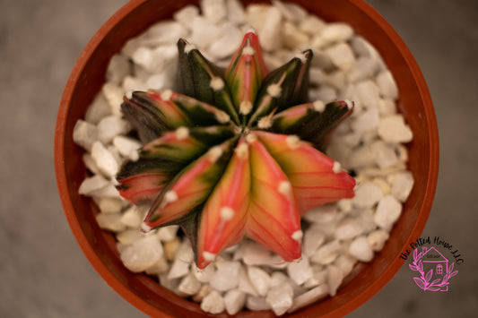 Variegated Gymnocalycium Mihanovichii