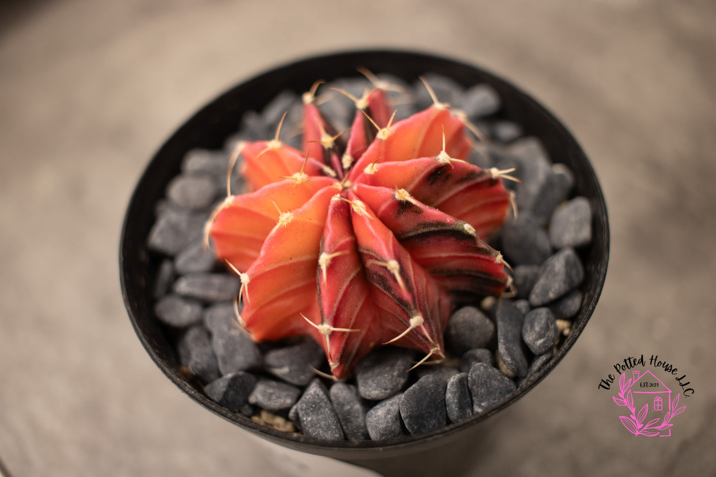 Variegated Gymnocalycium Mihanovichii