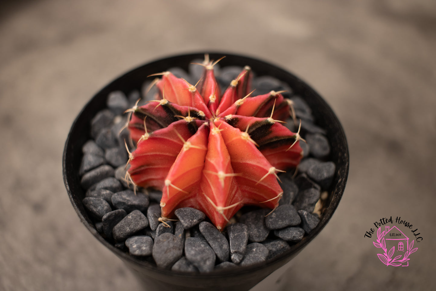 Variegated Gymnocalycium Mihanovichii