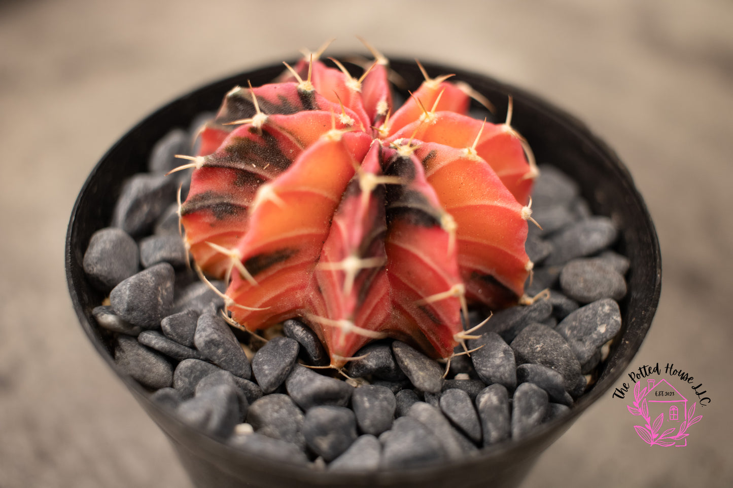 Variegated Gymnocalycium Mihanovichii