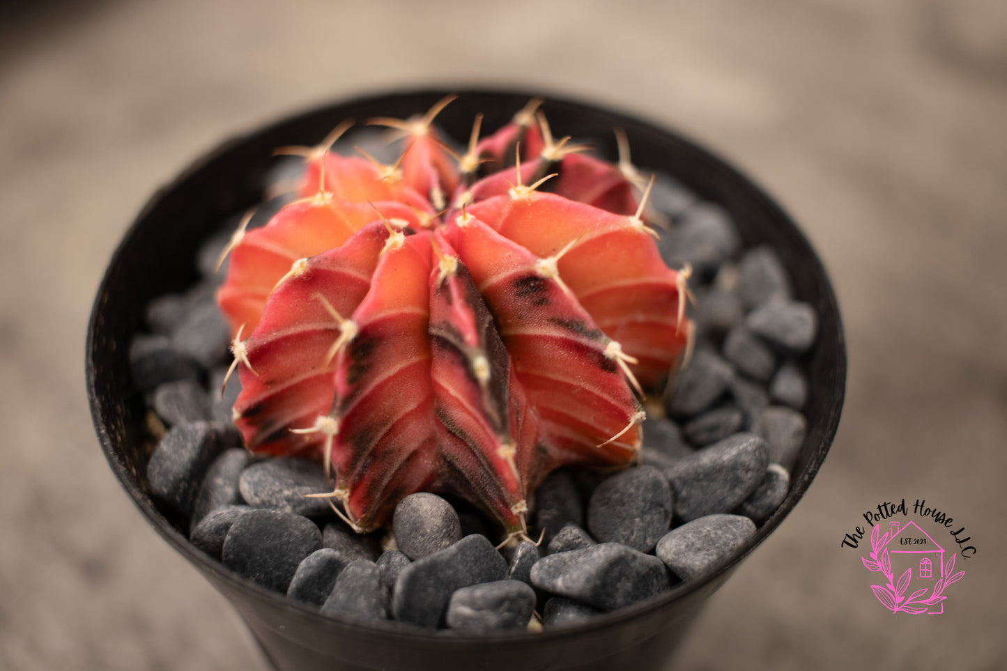 Variegated Gymnocalycium Mihanovichii