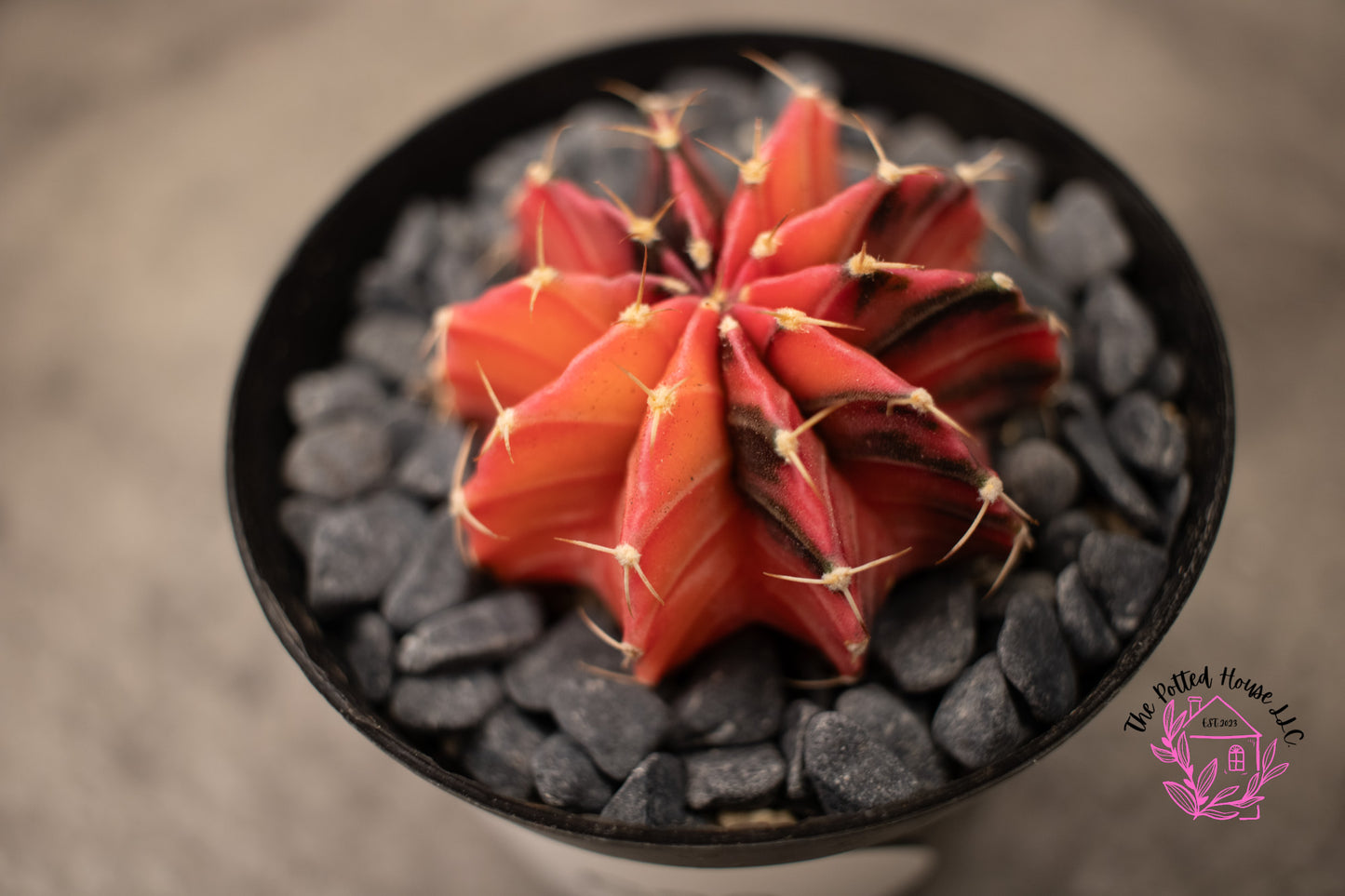 Variegated Gymnocalycium Mihanovichii