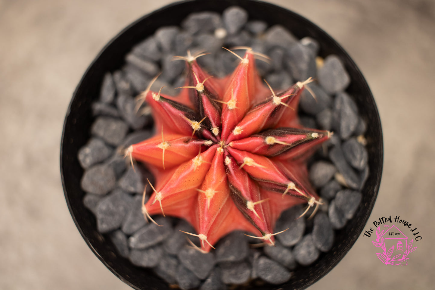 Variegated Gymnocalycium Mihanovichii