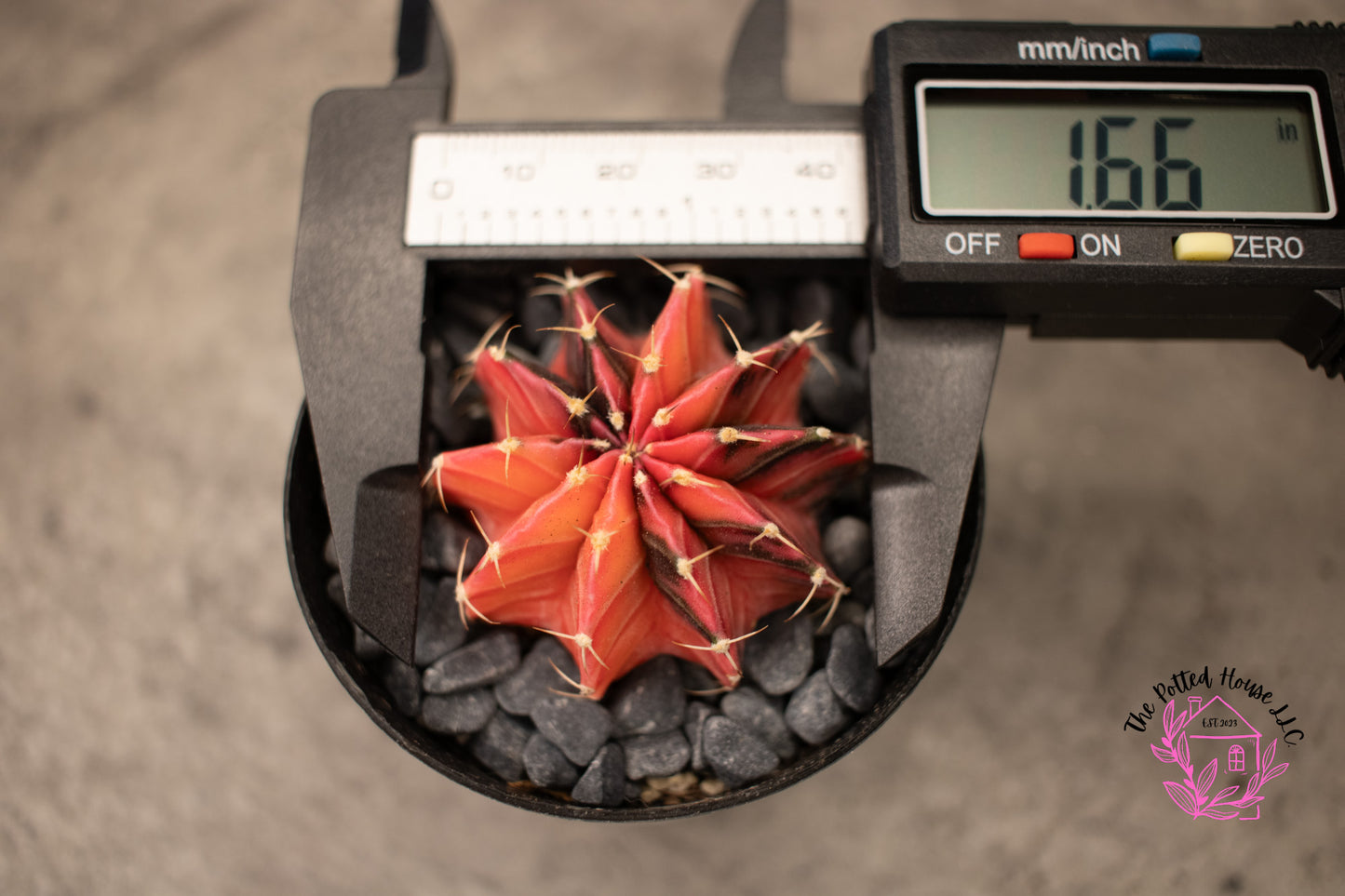 Variegated Gymnocalycium Mihanovichii