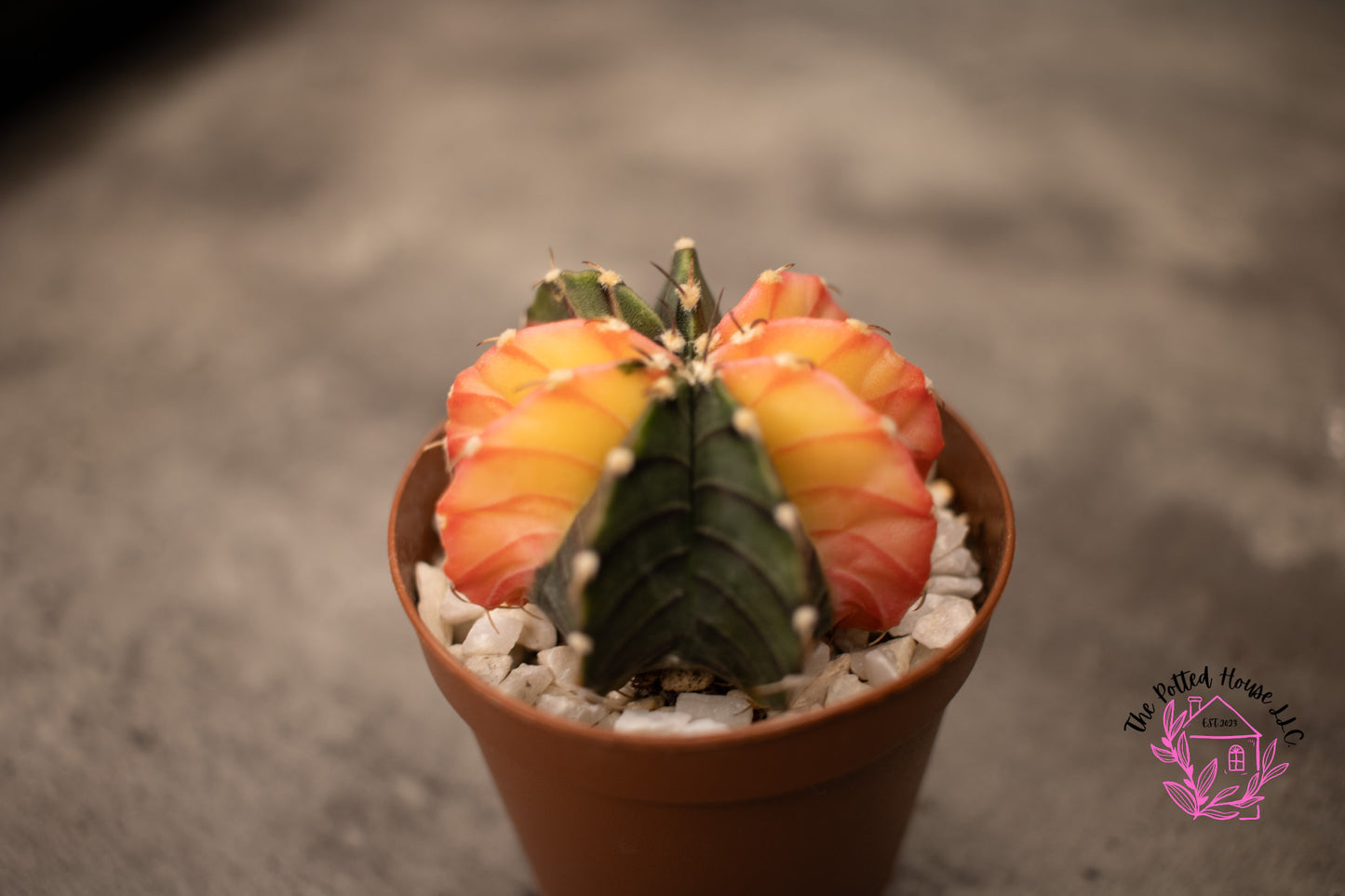 Variegated Gymnocalycium Mihanovichii