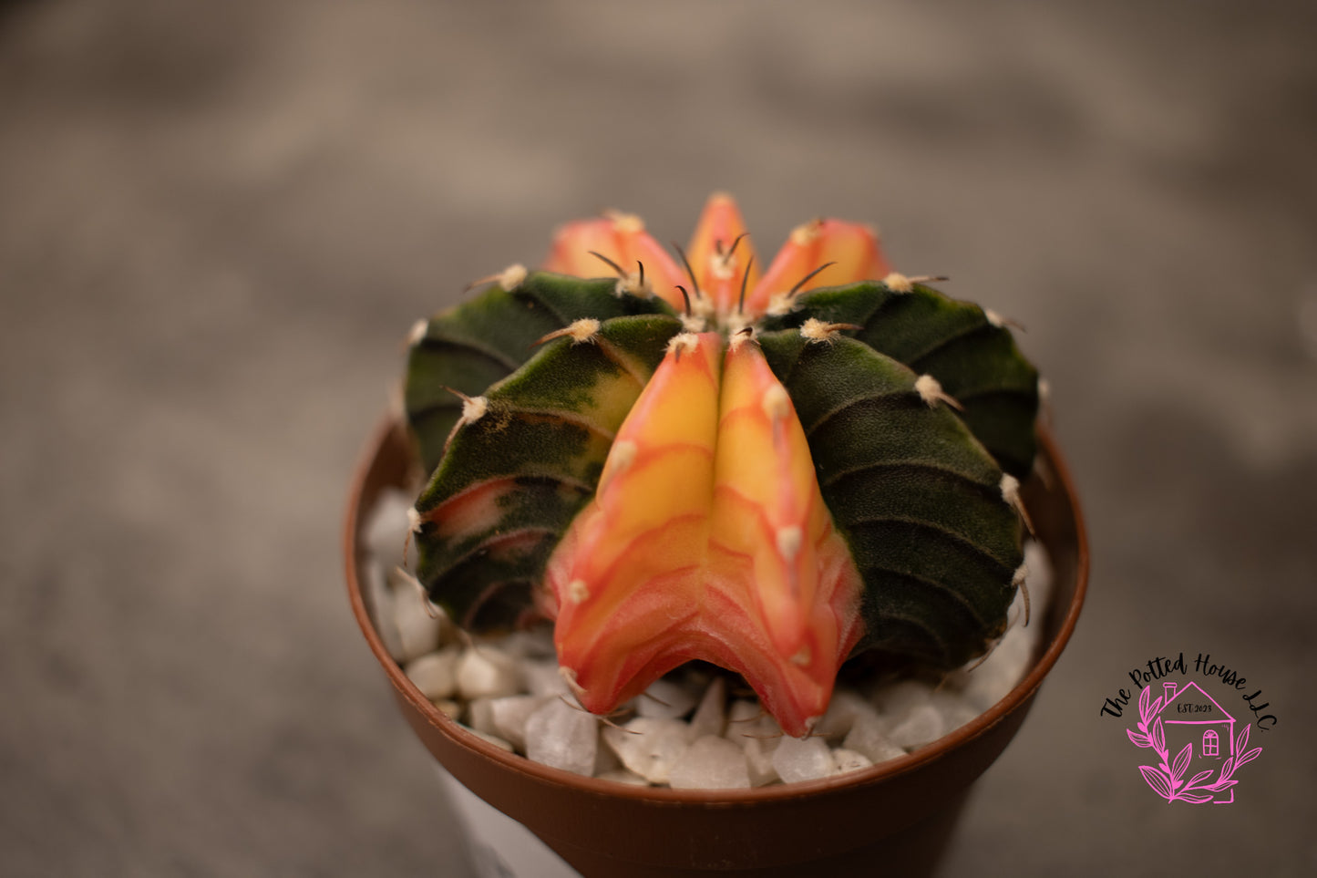 Variegated Gymnocalycium Mihanovichii