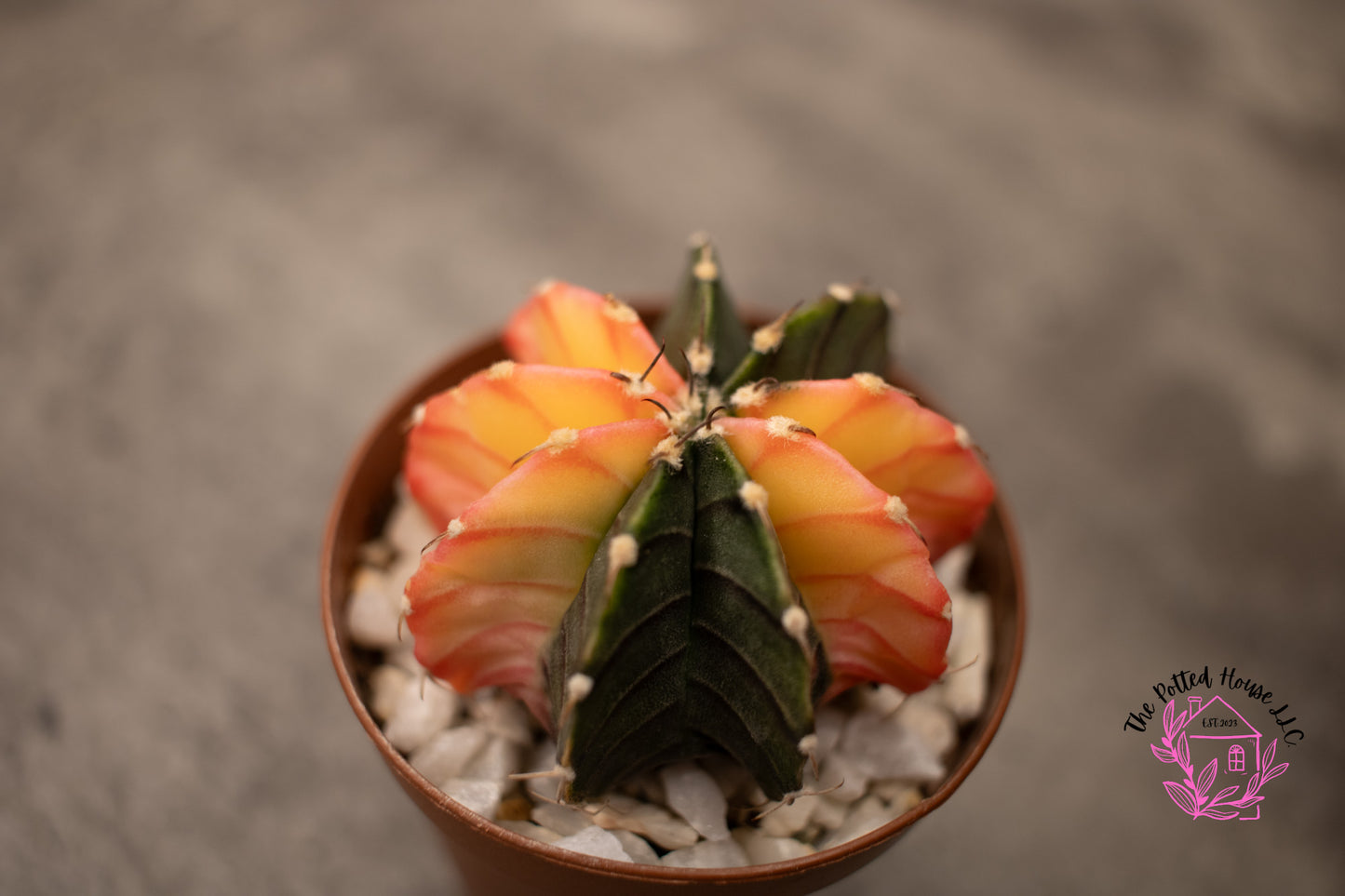 Variegated Gymnocalycium Mihanovichii