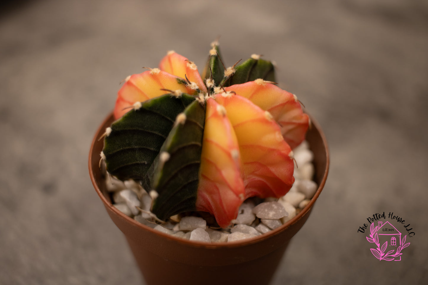 Variegated Gymnocalycium Mihanovichii