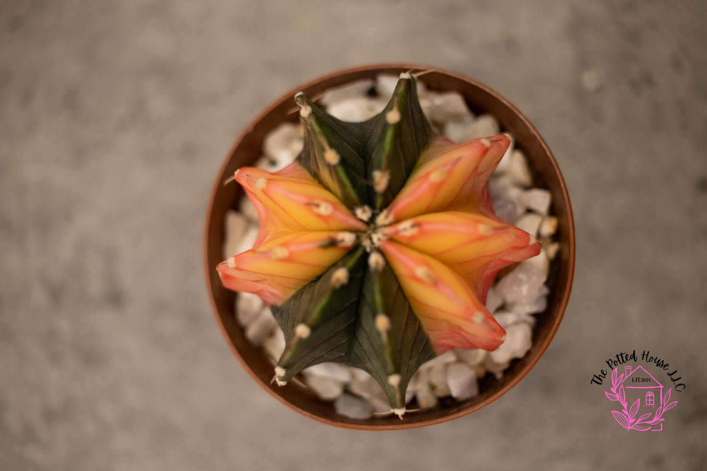 Variegated Gymnocalycium Mihanovichii