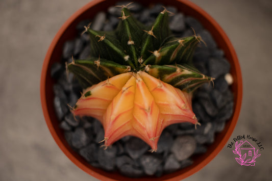 Variegated Gymnocalycium Mihanovichii