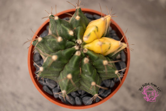 Variegated Gymnocalycium Mihanovichii