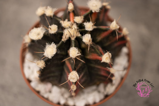 Variegated Gymnocalycium Mihanovichii